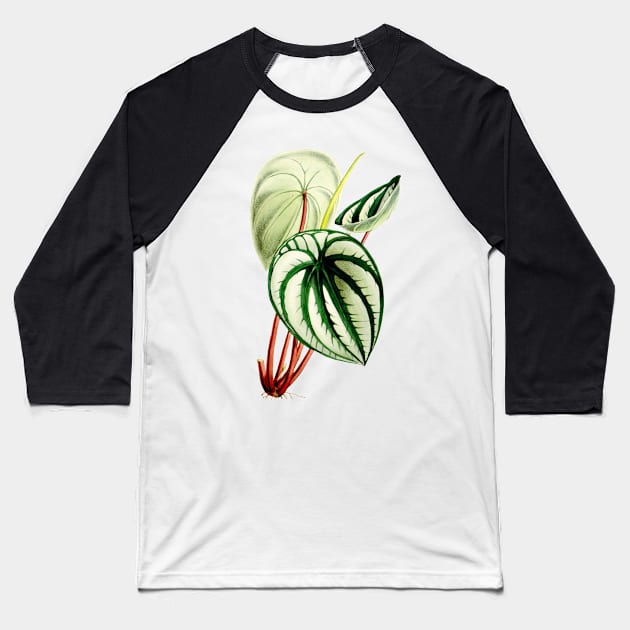 Peperomia argyreia - Curtis' botanical magazine - Botanical Illustration Baseball T-Shirt by chimakingthings